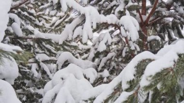 Kışın beyaz manzarası içinde kar ormanı. Hafif bir kar yağışında kar altında ağaçların dalları
