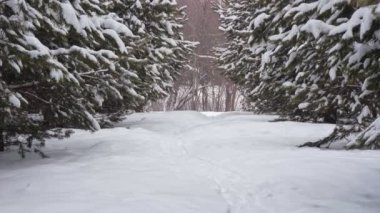 Kışın kar yağarken Sibirya parkı. Kozalaklı ağaçlar arasında kıvrımlı yürüyüş yolu