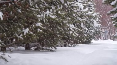 Yoğun kar yağışında kışın karla kaplı kozalaklı ağaçlarla dolu şehir parkı