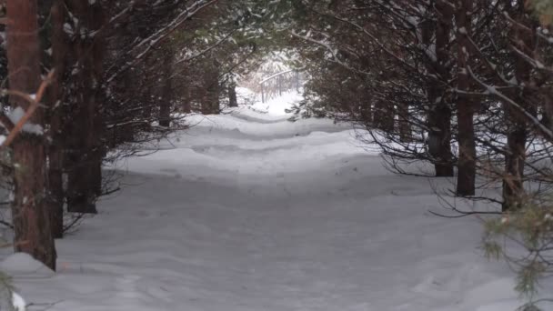 雪の中 冬の都市公園 針葉樹の列の間を歩く — ストック動画