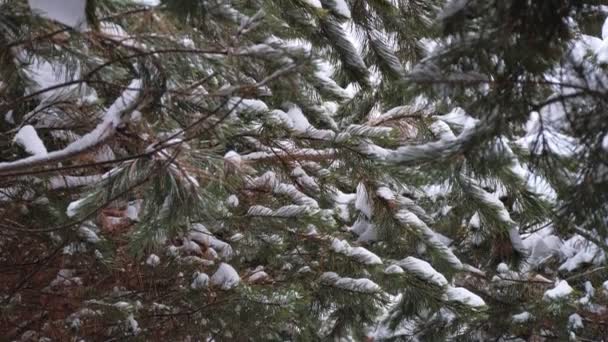 Witte Scène Van Winter Schoonheid Sneeuwwoud Binnen Takken Van Bomen — Stockvideo