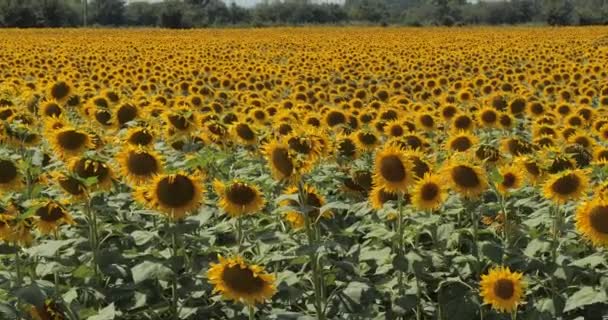 Zonnebloemenveld Zonnige Zomerdag Landelijk Landschap Panoramisch Uitzicht Met Bloeiende Gele — Stockvideo