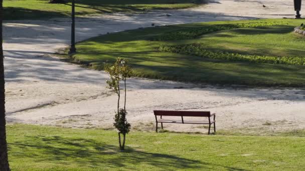 公园草坪上的现代木制长椅 阳光普照的城市娱乐区别致的长椅 — 图库视频影像
