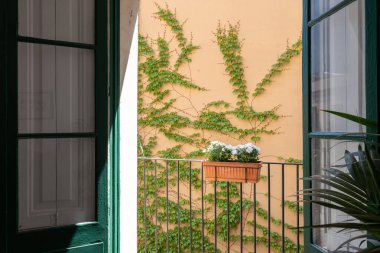 View from interior to a small balcony with fence and home flowers in a pot with ivy wall at the background on sunny day