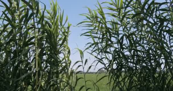 Kukoricamező Kék Égbolttal Zöld Kukoricalevelek Himbálóznak Kék Égen Napsütéses Napon — Stock videók