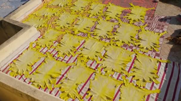 Опрятно Выложенные Шкуры Животных Окрашенные Натуральным Желтым Красителем Высушиваются Палящим — стоковое видео