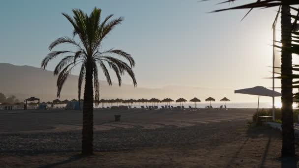 Deserted Beach Sunrise Mist Shrouded Palm Trees Casting Long Shadows — Stock Video