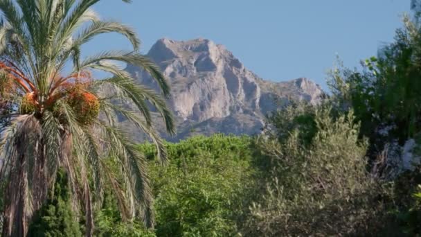 Een Eenzame Palm Met Oranje Vruchten Staat Hoog Voor Grandeur — Stockvideo