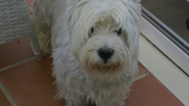 Beyaz tüylü bir köpek, yumuşak kürkü ve anlamlı gözleri olan kameraya tuhaf bir şekilde bakar.