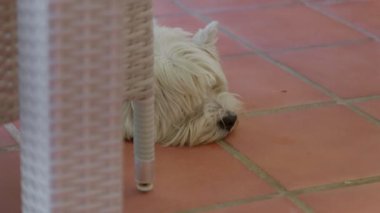 Kabarık tüylü beyaz bir köpek bir verandada uzanıyor, kafası hafifçe fayansların üzerinde dinleniyor.
