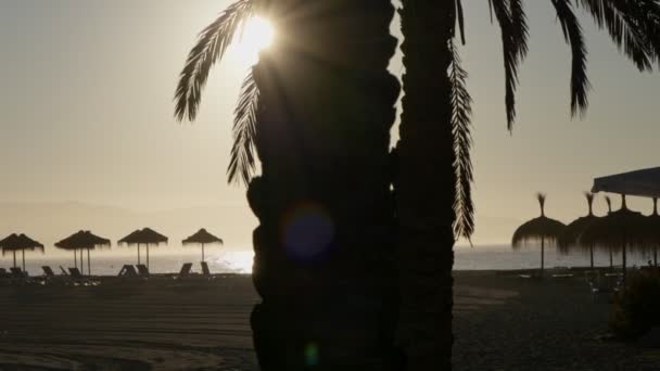 Raggi Del Sole Che Sbirciano Tra Palme Una Spiaggia Vuota — Video Stock