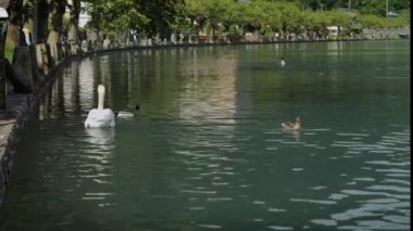 İsviçre 'de ağaçlarla çevrili manzaralı bir gölde yüzen ördeklerin huzurlu manzarası.