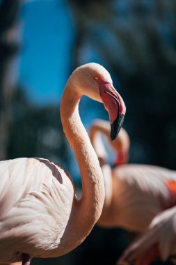 Flamingo Yakın plan: Güzel gagalı Vahşi Yaşam Su Kuşu 'nun çarpıcı görüntüsü. Uzun, kavisli gagalı pembe bir su kuşu..