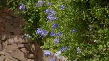 Parlak mavi çiçekler, güneşli bir bahçe alanında, kırsal taştan bir duvarın yanında güzel bir şekilde serpilir.