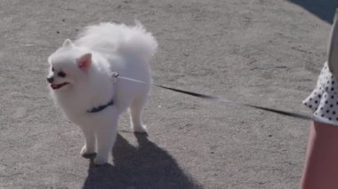 Yumuşak beyaz bir Pomeranya köpeği gururla durur çakıl taşı yüzeyinde, yürüyüşü sırasında sıcak güneşin tadını çıkarırken.