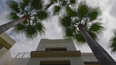 Bu eşsiz ve büyüleyici bir perspektiftir. Palmiye ağaçları, yukarıdaki bulutlu gökyüzüne doğru zarif bir şekilde uzanır.