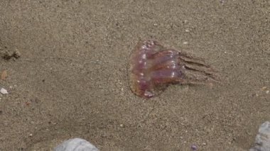 Canlı ve renkli bir mürekkep balığı kumlu sahilde zarif bir şekilde dinleniyor ve fona çarpıcı renklerini sergiliyor.