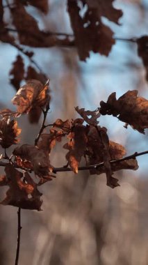 Bu büyüleyici görüntü, sakin mavi bir arkaplan altında zarif bir şekilde bir dala yapışmış kahverengi yaprakları sunar.