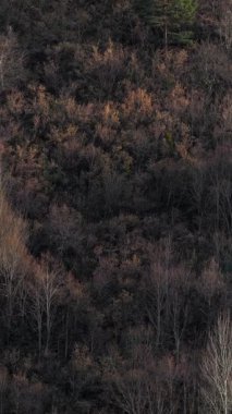 Bereketli bir ormandaki sonbahar yapraklarının resimli görüntüsü mevsimsel geçişi sergiliyor.