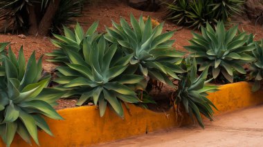 Bir grup yemyeşil agave bitkisi, güneşli, kurak bir bahçede sarı boyanmış bir kaldırım kenarında büyür ve çöl manzarasına güzellik katar..