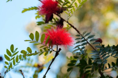 Çarpıcı kırmızı bir Calliandra haematocephala tomurcuklanır tüylü, yumuşak yapraklarla yeşil yapraklı bir arka planda tropik bir bahçede..