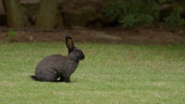 Güzel bir siyah tavşan, huzurlu ve sakin bir açık hava ortamında canlı ve yemyeşil çimenlerin üzerinde zarif bir şekilde oturur.