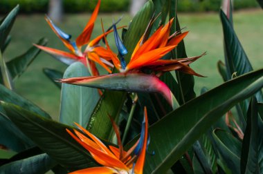 Çarpıcı turuncu ve mavi cennet kuşu. Çiçeklerin keskin taç yaprakları tropikal bir bahçede yemyeşil yaprakların arasından çıkıyor..
