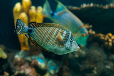 Mercan oluşumları arasında akvaryumda süzülen sarı ve mavi çizgili güzel desenli bir cerrah balığı..