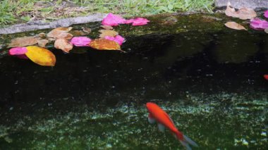 Bir portakal balığı, canlı pembe ve sarı yapraklı bir bahçe havuzunun altında hareket eder.
