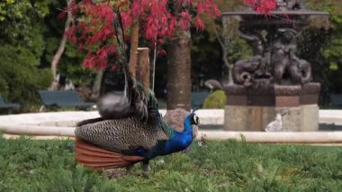 Bir tavus kuşu, kuyruğunu parktaki bir çeşmenin yanında kırmızı bir ağacın altında durur.