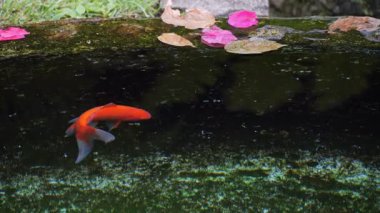 Turuncu bir balık yeşil gölet suyunda tek başına yüzerken yapraklar göl kenarında yüzüyor.