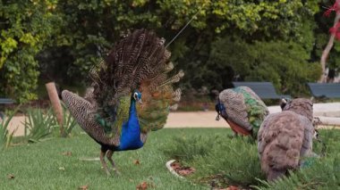 Yeşil bir bahçede tavus kuşu, diğerleri bakarken tüyleri açık kur yapar.