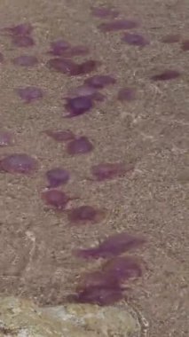 Kıyıya yakın bir denizanası sürüsü, berrak sularda asılı ve dalgalarla hareket ediyor..