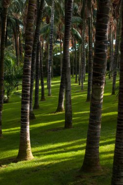 Sıra sıra duran uzun palmiye ağaçlarının büyüleyici manzarası, gölgeleri parlak yeşil çimlerin üzerinde güzel bir kontrastlık oluşturuyor..