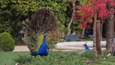 Yakınlarda canlı kırmızı yaprakları olan iki denizciye bakan bir tavus kuşu tamamen açıkta duruyor.