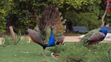 Bir tavus kuşu ağaçların ve bankların yanındaki kuyruk tüylerini kaldırarak hakimiyet ve cazibesini gösterir.