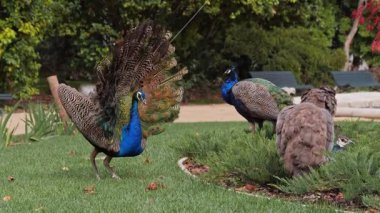 Bir tavus kuşu kuyruğunu sergilerken, diğerleri de manzaralı bir parkta hareket edip otluyor.