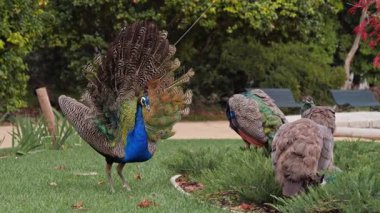 Kendinden emin bir tavus kuşu, diğer deniz kuşları çalıların yakınında otlarken tam ekran yürür.