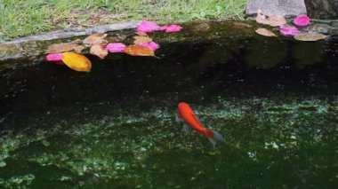 Parlak turuncu bir balık, küçük bir göldeki renkli yüzen yaprakların yanında, karanlık sularda hareket eder.