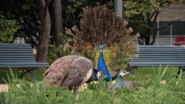 Açık kuyruk tüylü erkek tavus kuşu çalıların ve bankların arasında denizcilerin önünde duruyor.