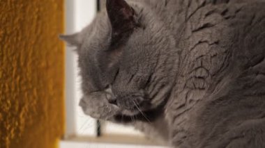 Kalın kürklü gri bir kedi akşam güneşinin altında otururken kendini yıkar.