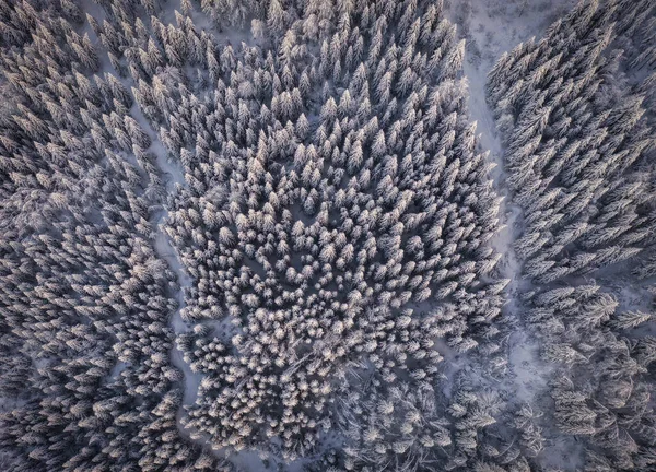 Aerial view of a winter snow-covered pine forest. Winter forest texture. Aerial view. Aerial drone view of a winter landscape. Snow covered forest. Aerial photography. Carinthia, Austria, Weissensee