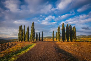 Gün doğumunda selvi ağacı olan kırsal yol. Tuscany, İtalya 'daki tipik manzara. Ekim 2022