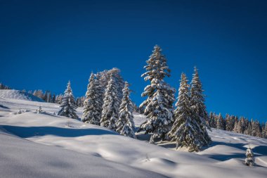 Avusturya 'daki Nassfeld Kayak Tesisi' nde Karlı Ağaçlar. Kar ve Mavi Gök 'ün kapladığı Ağaçlı Güzel Kış Manzarası. Ocak 2022