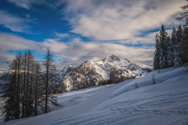 Snowy Trees Nassfeld Ski Resort Австрія Beautiful Winter Scenery Trees — стокове фото