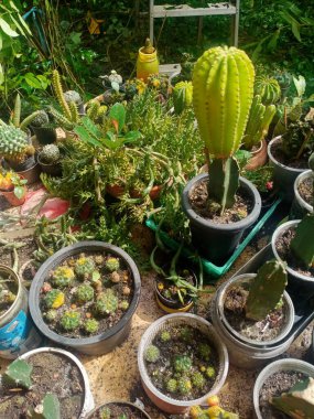 Bahçedeki masada kaktüs, hobi konsepti.