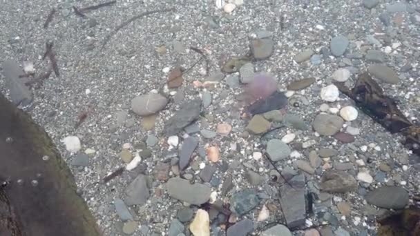 一只粉红色的小水母在沿海的海面上游泳和漂流 — 图库视频影像