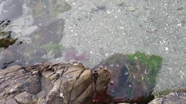Uma Pequena Medusa Rosa Nada Flutua Mar Longo Costa — Vídeo de Stock