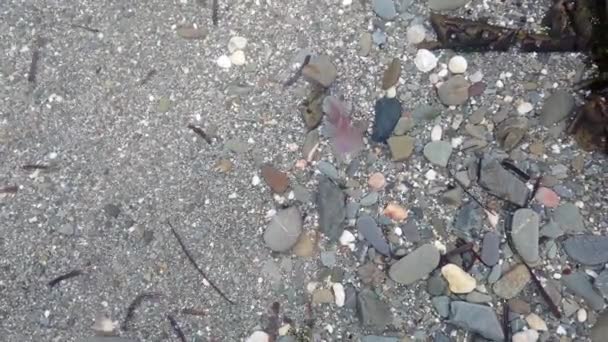 Маленька Рожева Медуза Плаває Плаває Морі Вздовж Узбережжя — стокове відео