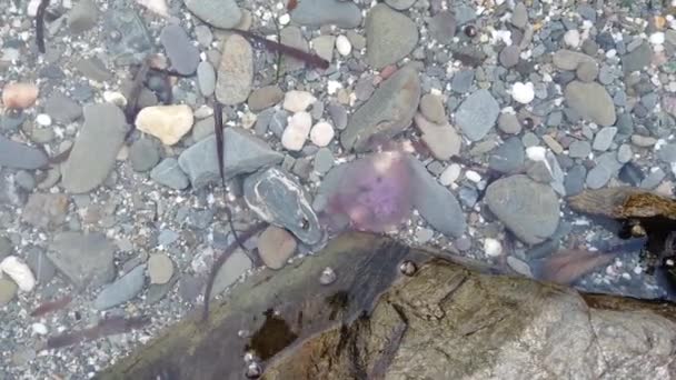 Small Pink Jellyfish Swims Floats Sea Coast — Stock Video
